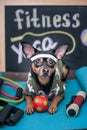 Pet Fitness , sport  and lifestyle concept.  Funny dog Ã¢â¬â¹Ã¢â¬â¹in sportswear in training, portrait  in studio surrounded Royalty Free Stock Photo